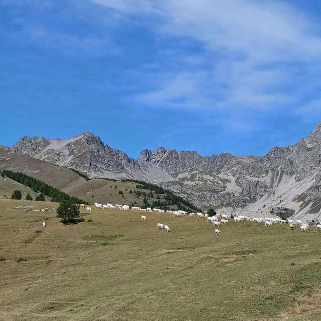 Conférence "Bergers et alpages : une richesse tissée de laine et de lait"