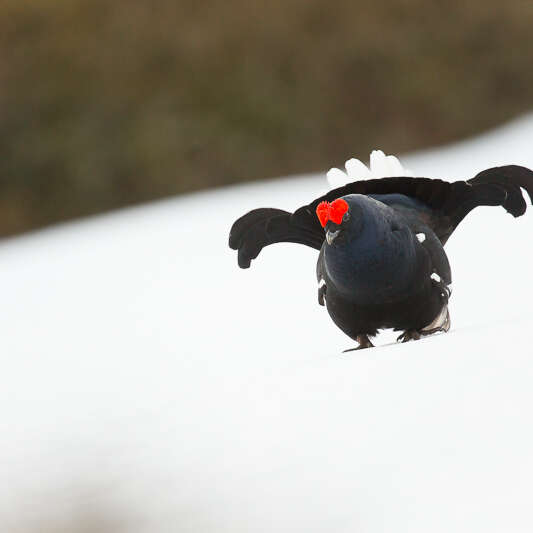 Conférence photo naturaliste - Vivants et sauvages