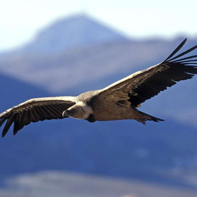La Maison des Vautours