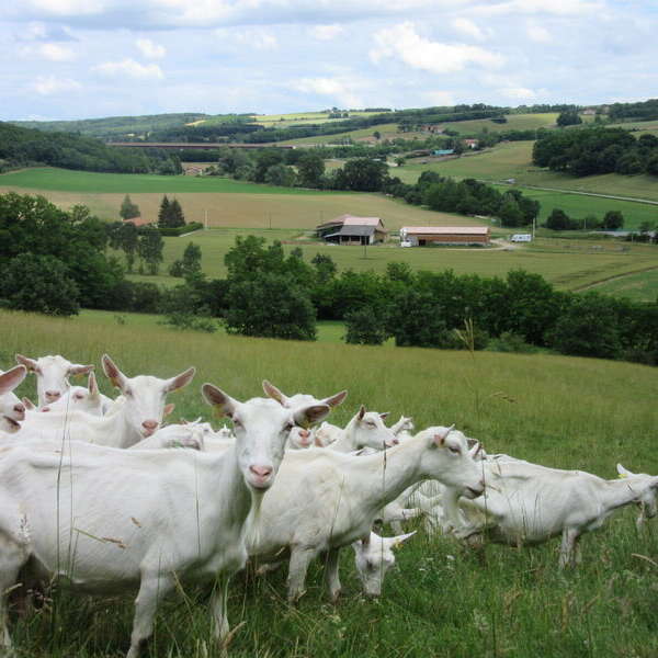 Visite de la ferme du Bancel de Ferme en Ferme