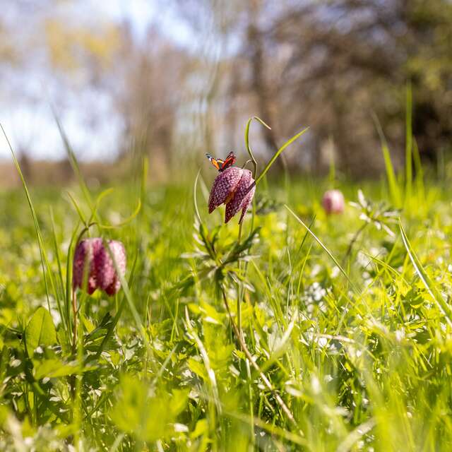 Un paseo para descubrir los goganes