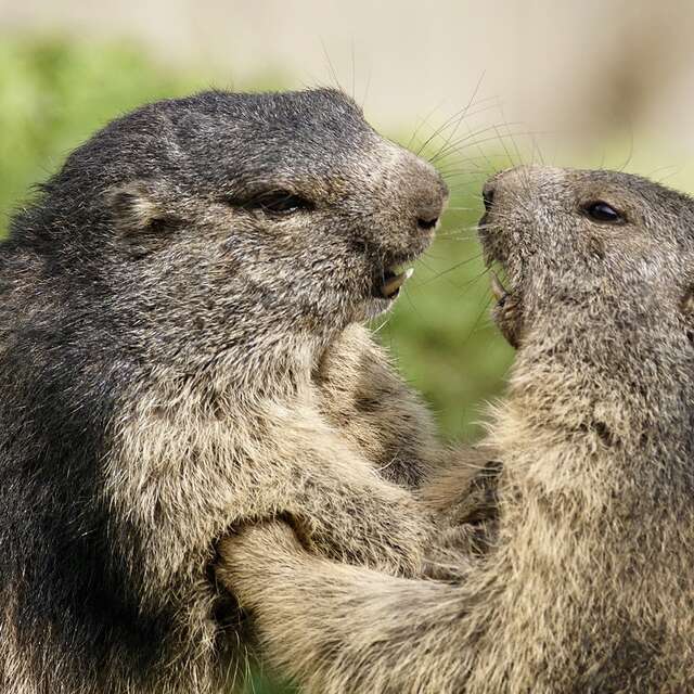 Le message de la marmotte
