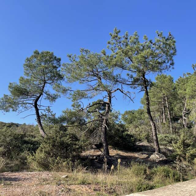 Le domaine de Sauvages, une histoire de forêt