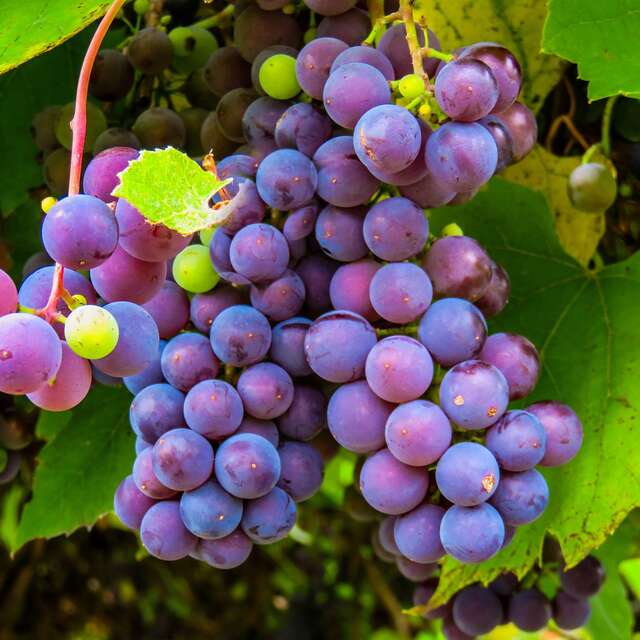Fête des vendanges
