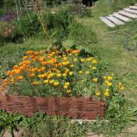 Stage "Tressage de l'osier vivant"