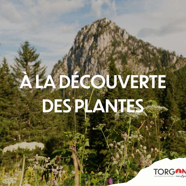 Fête de la Nature 2026 - À l'écoute des plantes