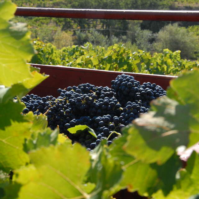 Domaine Combe Julière