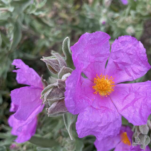 Découverte de la flore méditerranénne avec guide SAB Esterel