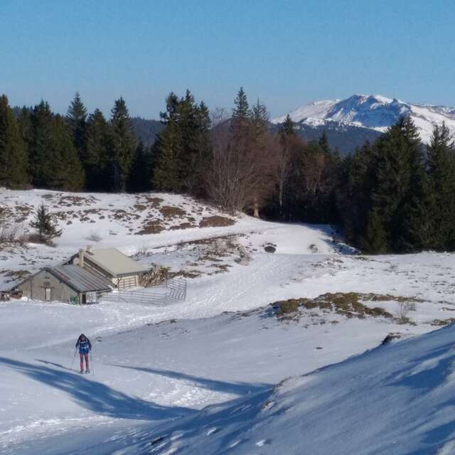 Randonnée raquettes avec Lézard des Bois