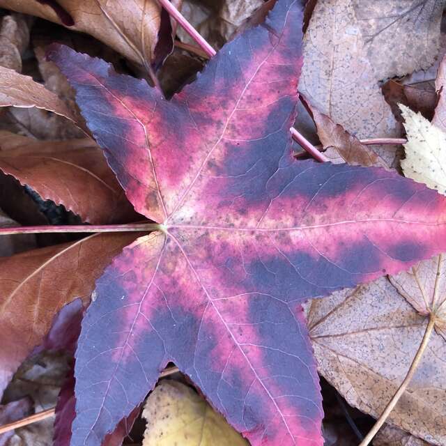 Forest bath - Medit & sons