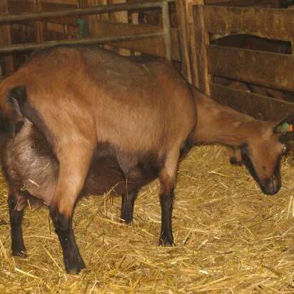 Besuch eines Ziegenhofs
