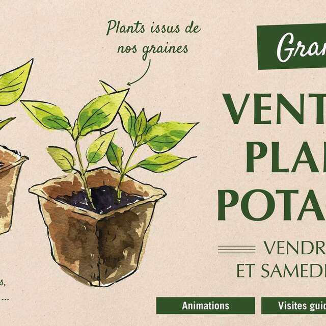 Grande vente de plants  potagers
