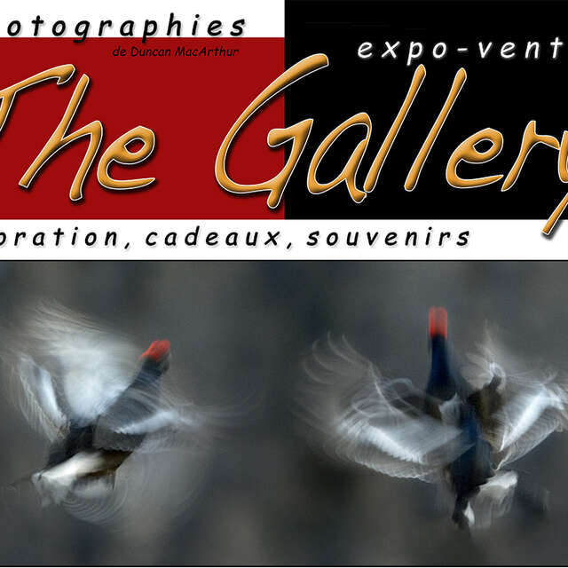 The Gallery - Editions Clin d'Oeil