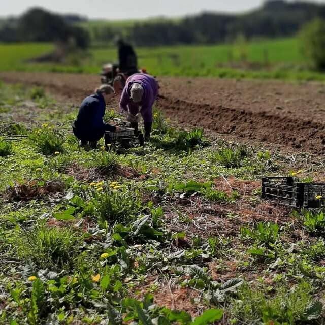 Mont-Pré - Plantes comestibles, aromatiques & sauvages