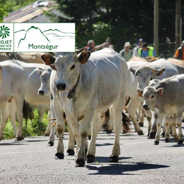 Dernière étape de la transhumance des vaches jusqu'au Lac de Montbel