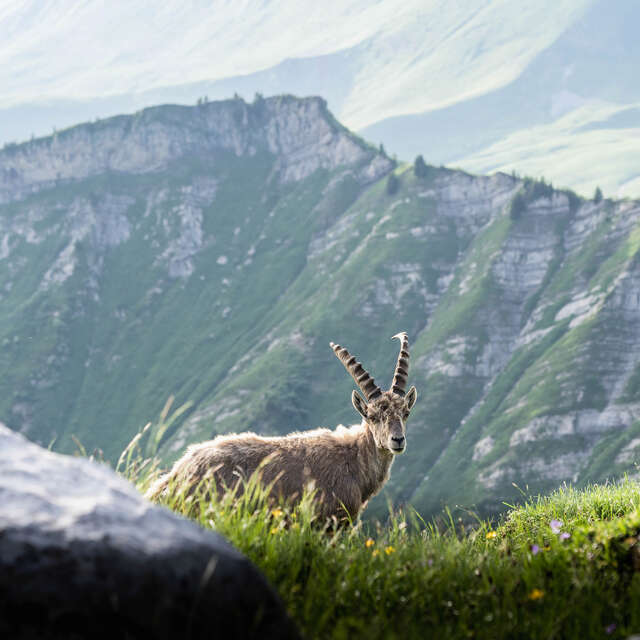 Hike: to meet the ibexes