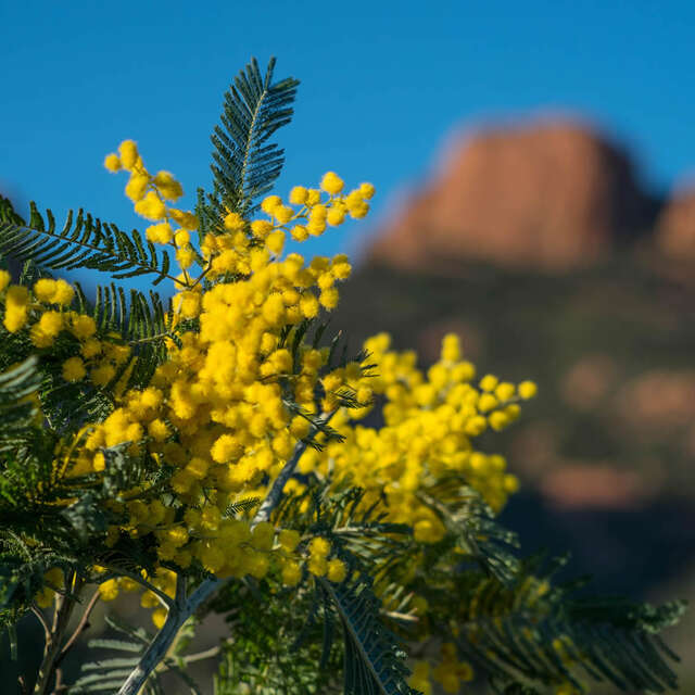 La Route du Mimosa