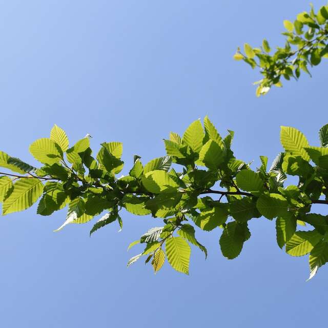 Bomen en struiken planten