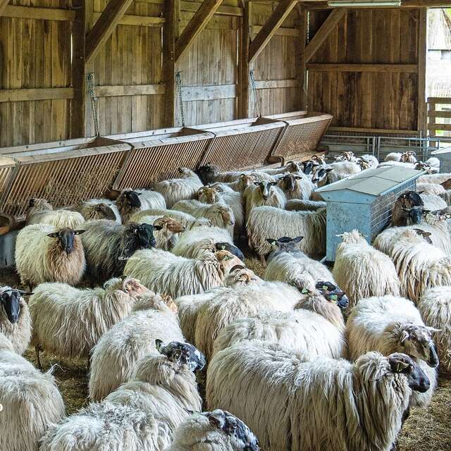 Salida para visitar la Bergerie de Saint Remy la Varenne con Loire Odyssée
