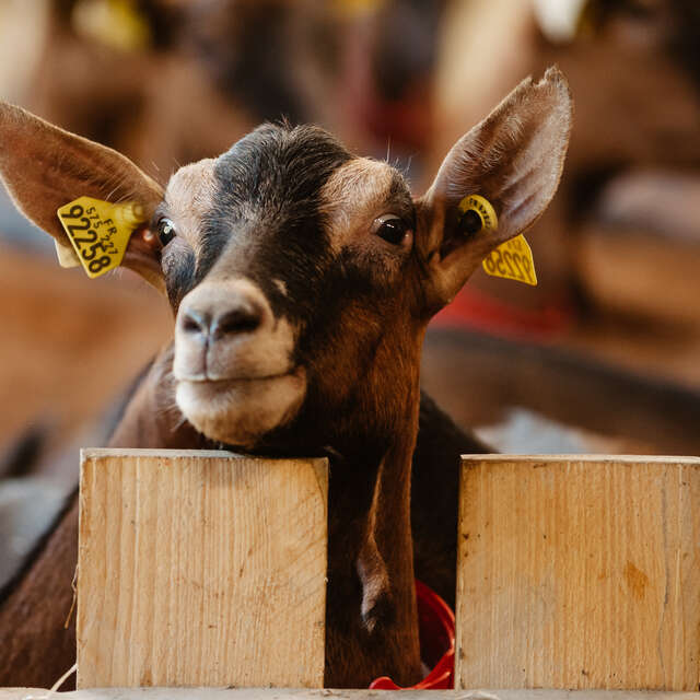 La chèvrerie de la Font Sancte