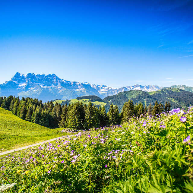 Trail circuit 44 bleu - Abondance par Plaine Joux