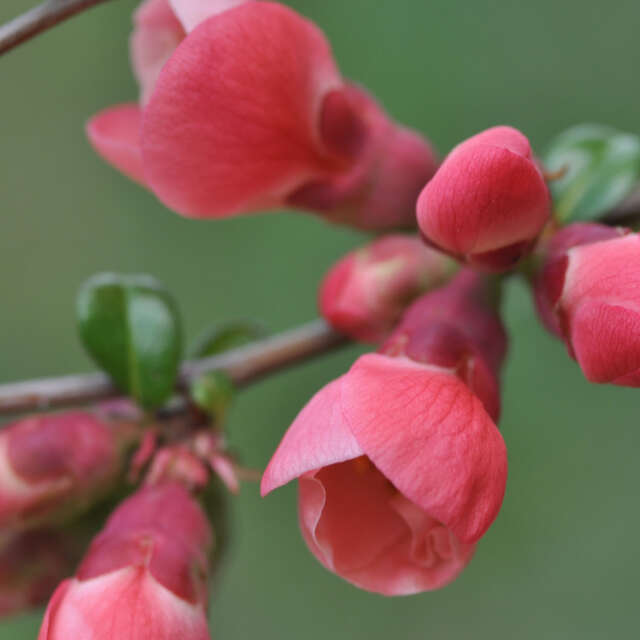 Atelier-repas - Fête de printemps, célébrons le réveil de la nature