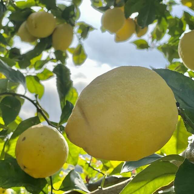 Visite guidée et Repas Champêtre à La Ferme des Citrons