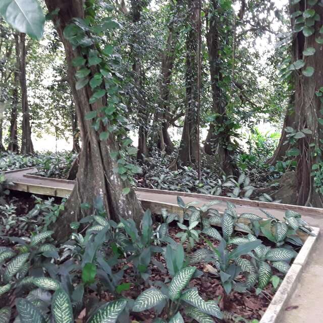 Le Jardin Botanique De Faaroa
