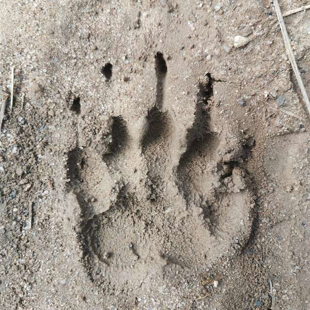 Family activity: Animal tracks and clues