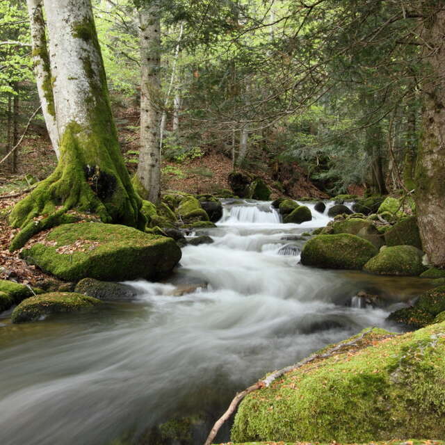 La cascade de Gomot