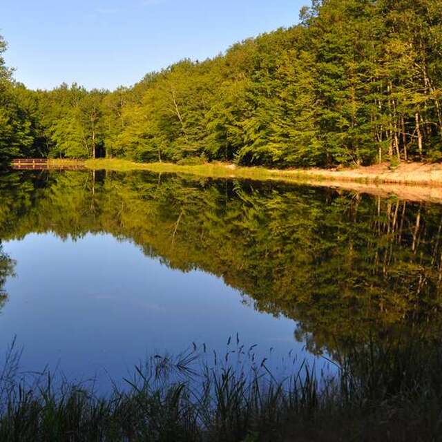 Forêt de Lespinasse