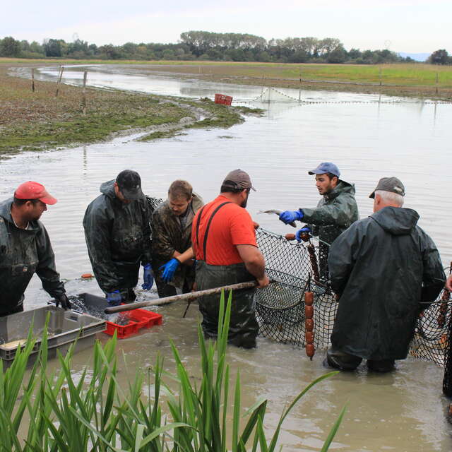 Guided Pond Fishing and an Introduction to Fumet des Dombes