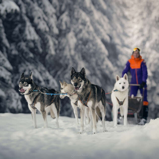 Dog sledding driving