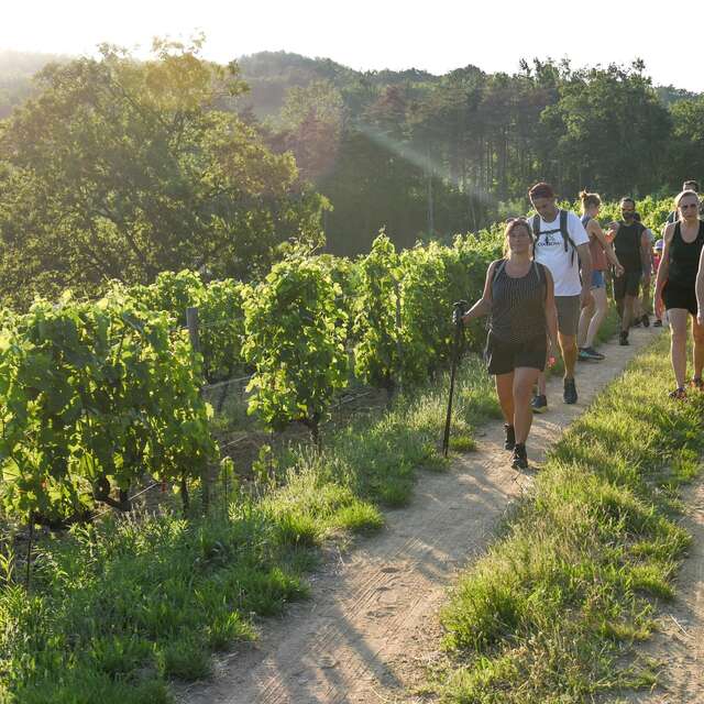 Rando wine au domaine Duclot