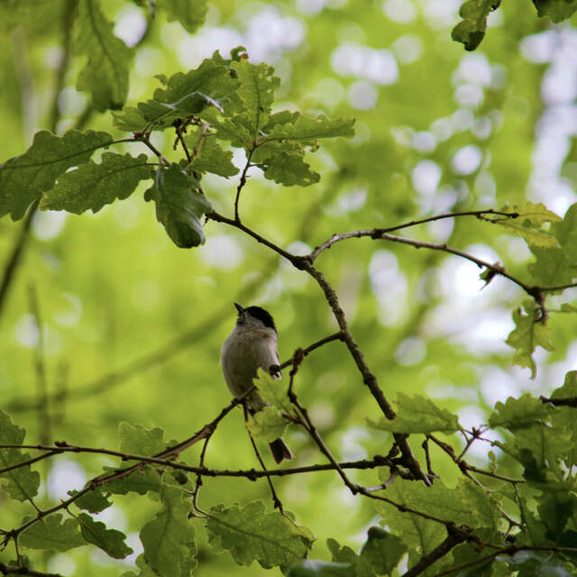 Visite du Jardin Extraordinaire et découverte des oiseaux qui le peuplent