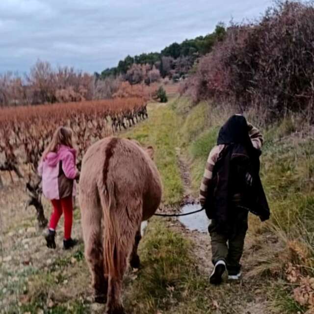 L'âne pour compagnon de balade - Domaine des Adrès