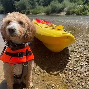 Canine canoeing