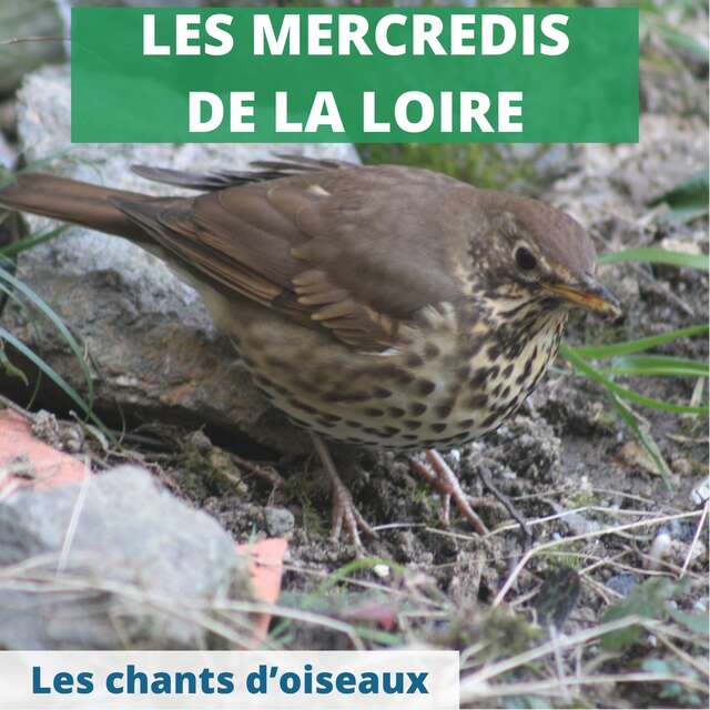 Le chant des oiseaux