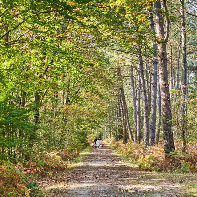 Bosque municipal de Soucelles