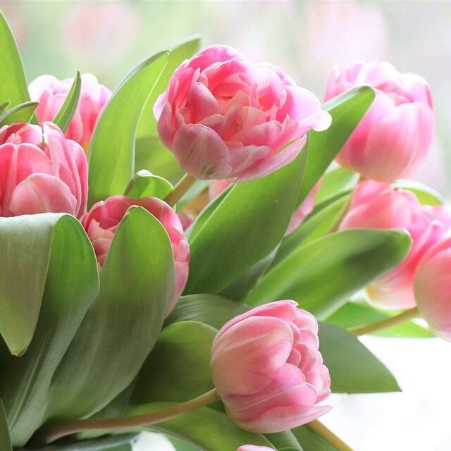 Marché aux Fleurs