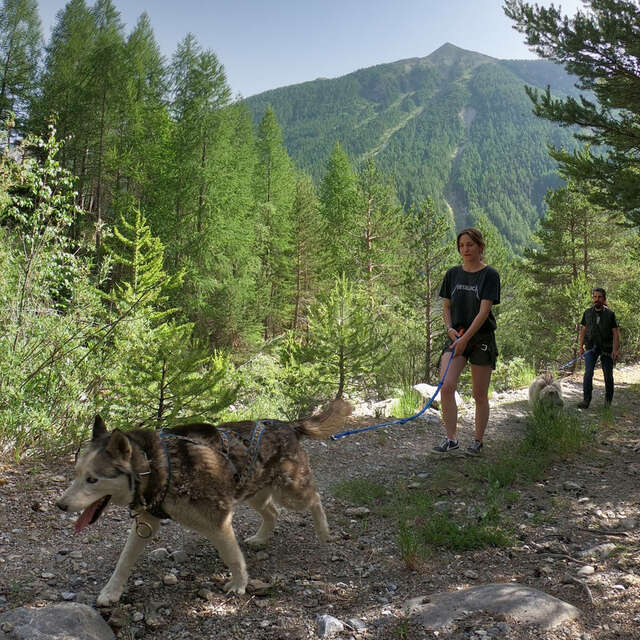 Légende Polaire: canicross