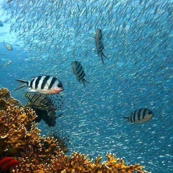 Tahiti Plongée Passion - Whale watching tours