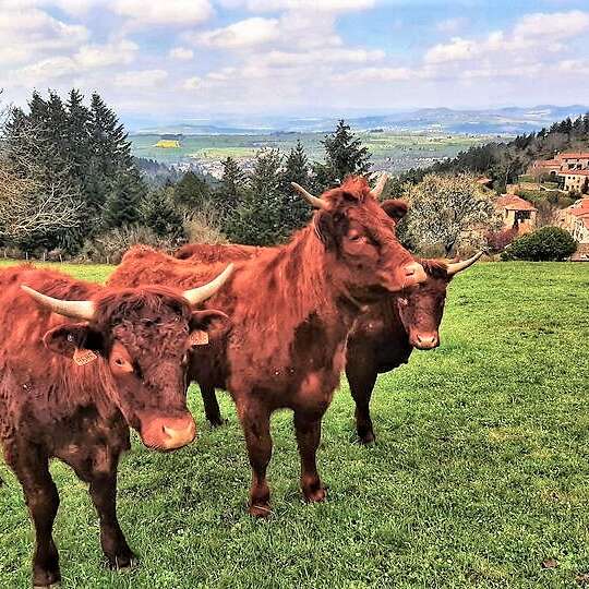 Balade à la ferme La Sagnole