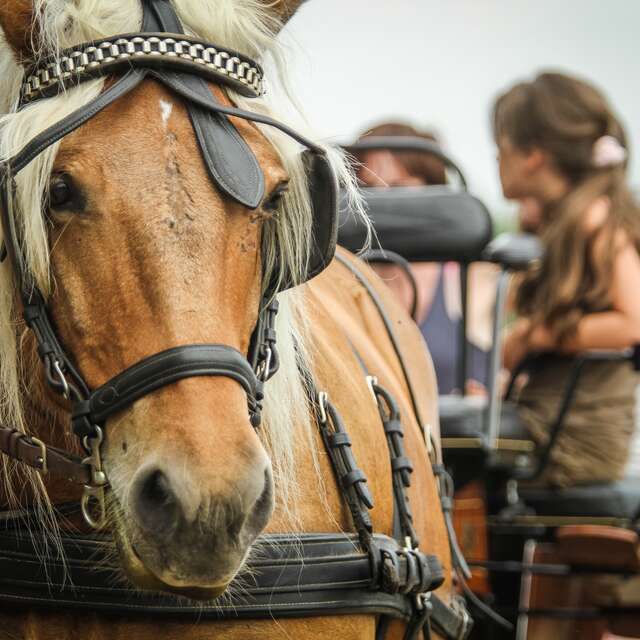 La Ferme du Pré Fleuri - Ferme équestre attelage