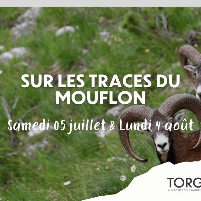 Sur les traces du Mouflon
