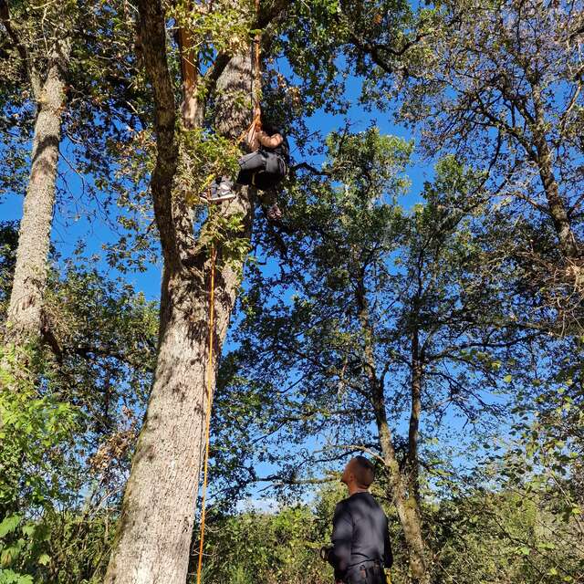 La forêt insolite - Grimpe d'arbres (Le Bois de Luna)
