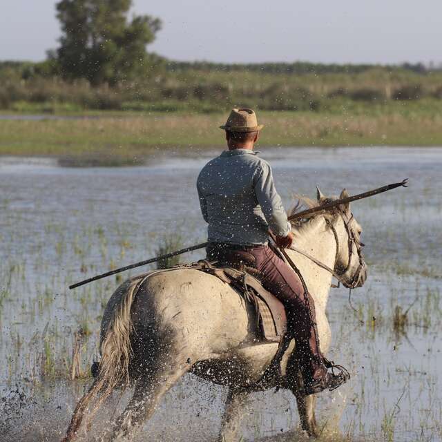 Manade La Grand Ponche