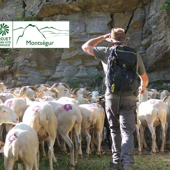 Transhumance des brebis tarasconnaises