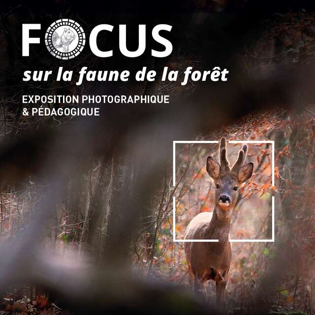 Focus sur la faune de la forêt