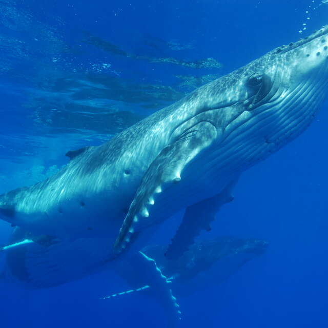 Moorea Deep Blue - Whale watching tours